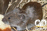 گونه ول جنگلی میجر Majors Pine Vole